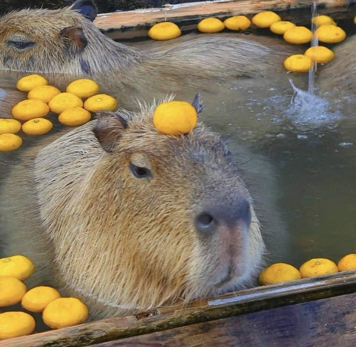 Capibara 1
