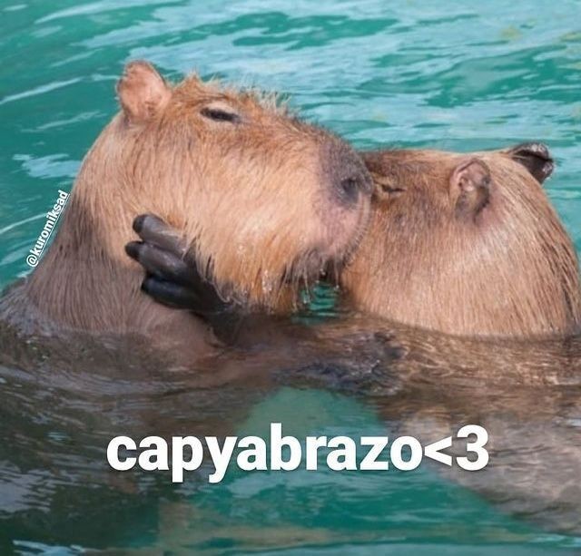 Capibara 2