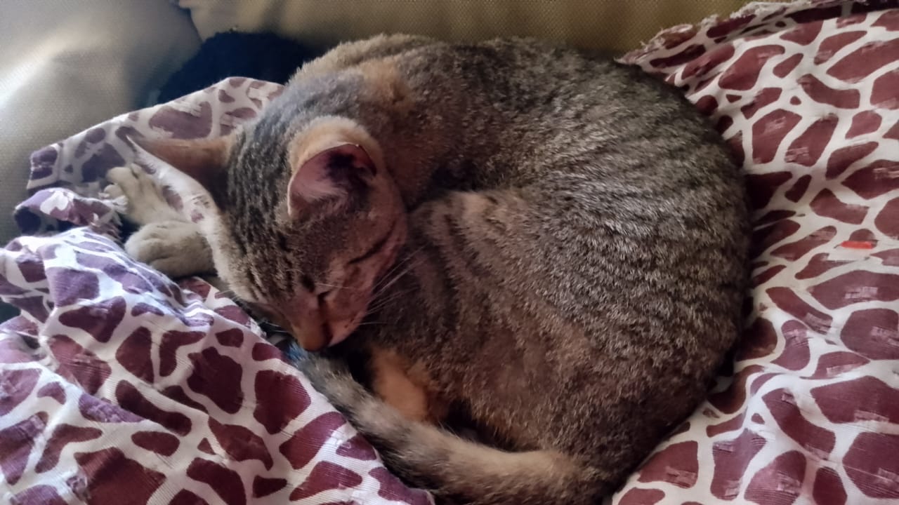 Milo descansando