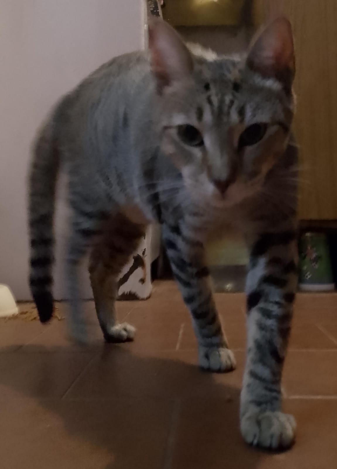 Milo observando