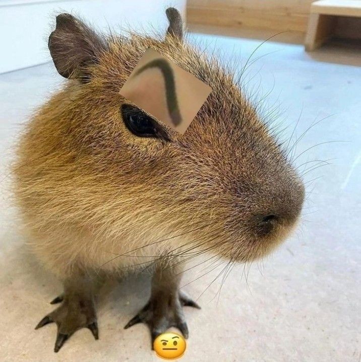 Capibara 3